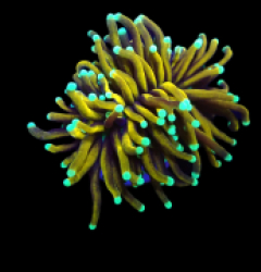 Euphyllia glabrescens (Hellfire) (M) o 114
