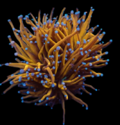 Euphyllia glabrescens (Hellfire) pb297