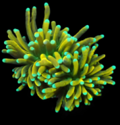 Euphyllia glabrescens (Hellfire) (S) o 018