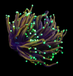 Euphyllia glabrescens (Hellfire) (S) o 203