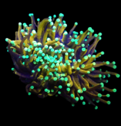 Euphyllia glabrescens (Hellfire) (S) o 317