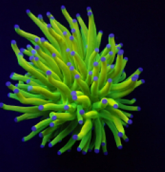 Euphyllia glabrescens (Holy Grail) (1 hd.)