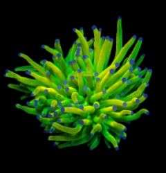 Euphyllia glabrescens (Holy Grail) (1h) o 101