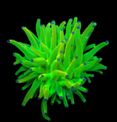 Euphyllia glabrescens (Holy Grail) (1h) o 148