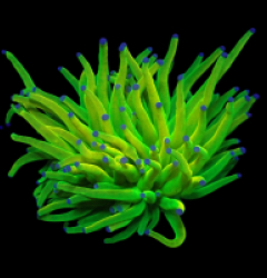 Euphyllia glabrescens (Holy Grail) (1h) o 330