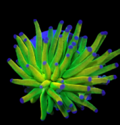 Euphyllia glabrescens (Holy Grail) (1h) o 363