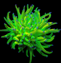 Euphyllia glabrescens (Holy Grail) (1h) o 364