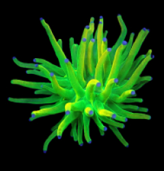 Euphyllia glabrescens (Holy Grail) (1h) o 367