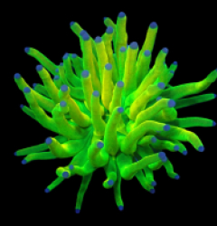 Euphyllia glabrescens (Holy Grail) (1h) o 396