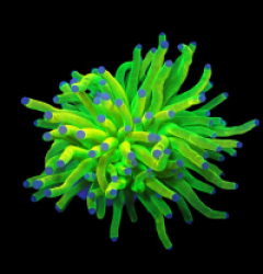 Euphyllia glabrescens (Holy Grail) (1h) o 615