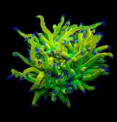 Euphyllia glabrescens (Holy Grail) (M) o 119