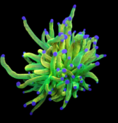 Euphyllia glabrescens (Holy Grail) (M) o 166