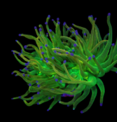 Euphyllia glabrescens (Holy Grail) (M) o 298