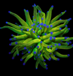 Euphyllia glabrescens (Holy Grail) (M) o 613