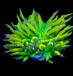 Euphyllia glabrescens (Holy Grail) (S) o 297