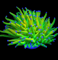 Euphyllia glabrescens (Holy Grail) (S) o 304