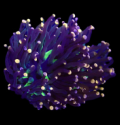 Euphyllia glabrescens (Malaysian Miami) (1h) o 079