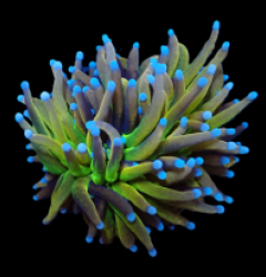 Euphyllia glabrescens (NY Knicks) (S) o 106