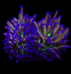 Euphyllia glabrescens (NY Knicks) (S) o 108