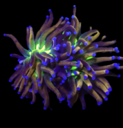 Euphyllia glabrescens (Ny Knicks) (S) o 404