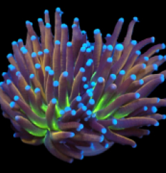 Euphyllia glabrescens (Ny Knicks) (S) pb 159