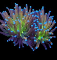Euphyllia glabrescens (Ny Knicks) (S) pb 264