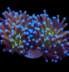Euphyllia glabrescens (Ny Knicks) (S) pb 382