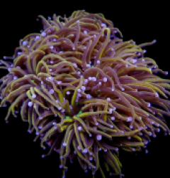 Euphyllia glabrescens (NYknicks)