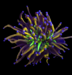 Euphyllia glabrescens (NyKnicks) (1h) o 033