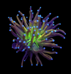 Euphyllia glabrescens (NyKnicks) (1h) o 117