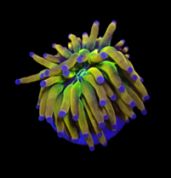 Euphyllia glabrescens (NyKnicks) (1h) o 505