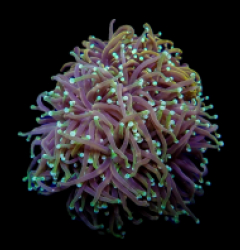 Euphyllia glabrescens (Orange-Yellow)