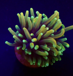 Euphyllia glabrescens (Orange-Yellow) (1 hd.)