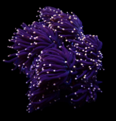 Euphyllia glabrescens (Orange-Pink tip)