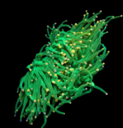 Euphyllia glabrescens (Pink Tip) (M) o 407