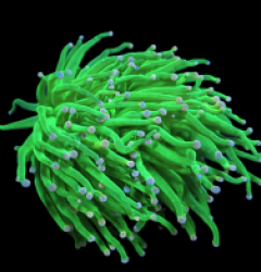 Euphyllia glabrescens (Pink Tip) (M) pb 509