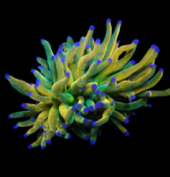 Euphyllia glabrescens (Rapunzel Holy Grail) (M) o 232