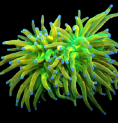 Euphyllia glabrescens (Rapunzel Holy Grail)