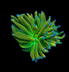 Euphyllia glabrescens (Rapunzel Holy Grail) (M) o 641