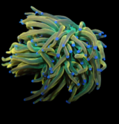 Euphyllia glabrescens (Rapunzel Holy Grail) (M) pb 407