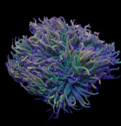 Euphyllia glabrescens (Rapunzel)