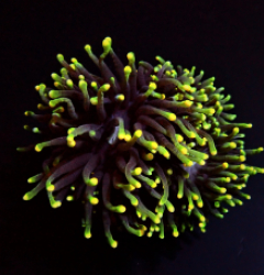 Euphyllia glabrescens (Rasta)