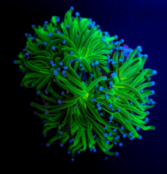 Euphyllia glabrescens (Reverse Holy Grail)