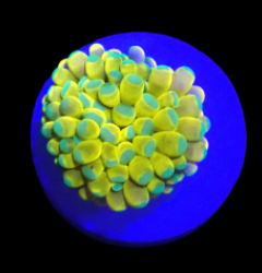 Euphyllia glabrescens (Solid Bar) (1h) o 245