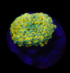 Euphyllia glabrescens (Solid Bar) o 360