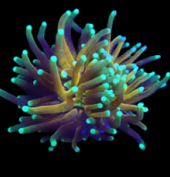 Euphyllia glabrescens  (Tiger Torch) (2h) o 176
