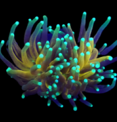 Euphyllia glabrescens  (Tiger Torch) (2h) o 504