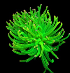 Euphyllia glabrescens (Vibrant Green-Pink Tip) (S) o 157