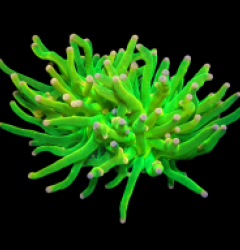 Euphyllia glabrescens (Vibrant Green-Pink Tip) (S) o 397