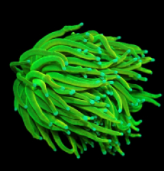 Euphyllia glabrescens (Vibrant Green) (S) pb 257